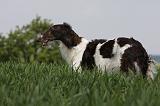 BARZOI 078